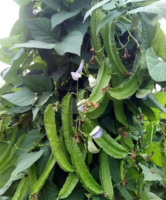 鄱陽千齊農(nóng)業(yè)發(fā)展全身是寶四棱豆種子批發(fā)基地