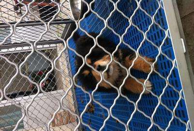 美格網(wǎng)哪家好 美格網(wǎng)廠家 美格防護網(wǎng)質(zhì)量 不銹鋼美格網(wǎng)供應(yīng)商