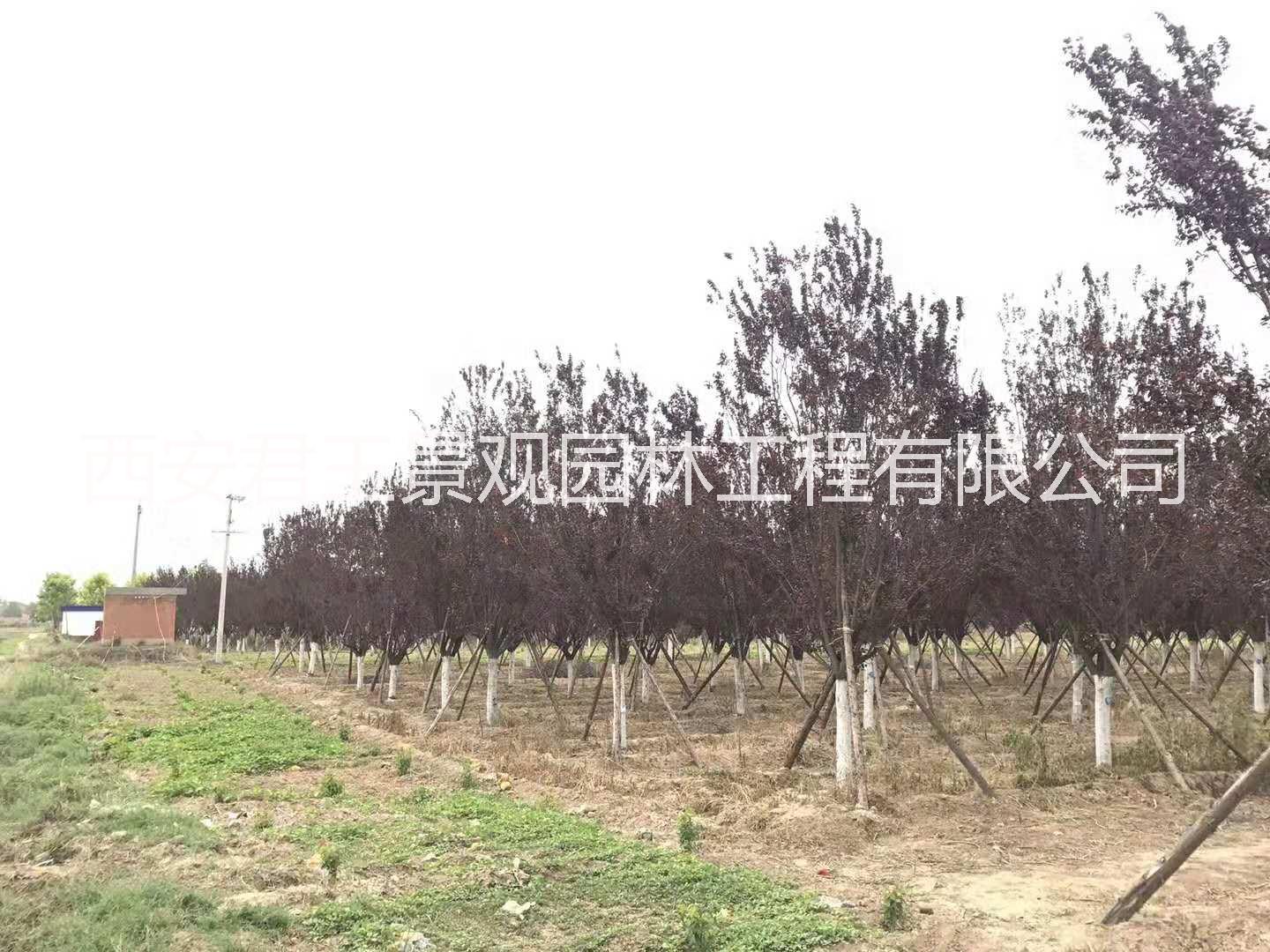 紅葉李 叢生紅葉李