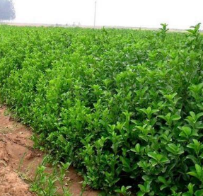 大葉黃楊苗批發(fā) 大葉黃楊苗 大葉黃楊苗報價 大葉黃楊苗供應(yīng)商 大葉黃楊苗哪家好 大葉黃楊苗電話