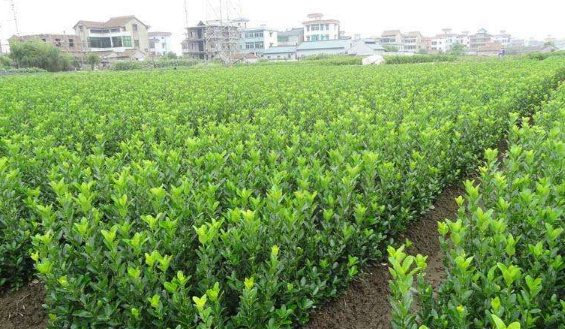 大葉黃楊苗批發(fā) 大葉黃楊苗 大葉黃楊苗報價 大葉黃楊苗供應(yīng)商 大葉黃楊苗哪家好 大葉黃楊苗電話