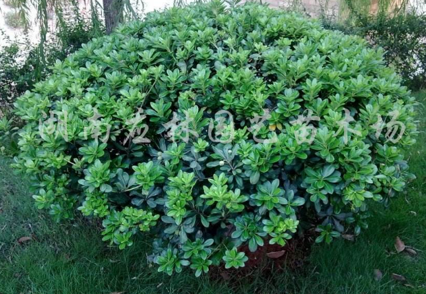 海桐球 海桐球報價 海桐球批發(fā) 海桐球供應(yīng)商 海桐球哪家好 海桐球電話