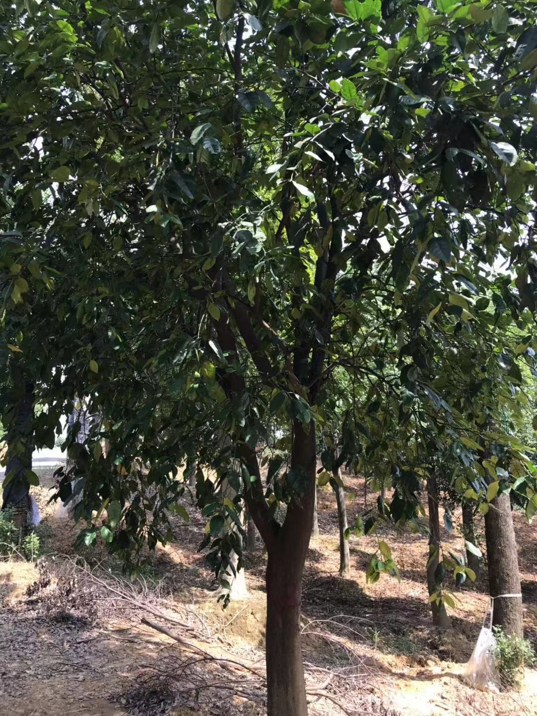 香泡香緣桿直冠圓