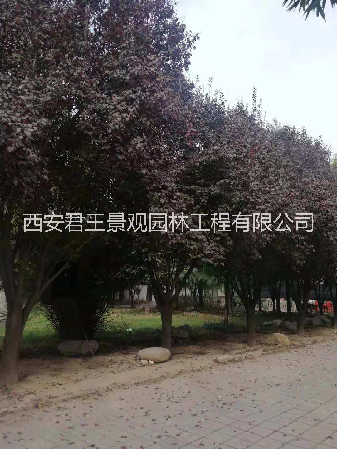 紅葉李 叢生紅葉李