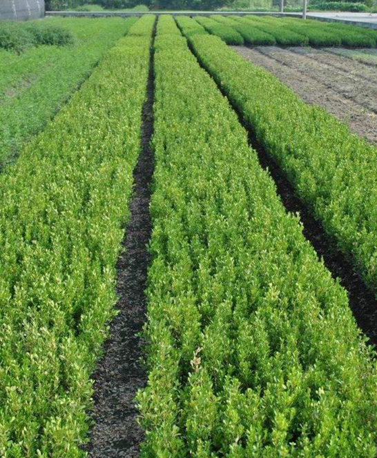 大葉黃楊苗批發(fā) 大葉黃楊苗 大葉黃楊苗報價 大葉黃楊苗供應(yīng)商 大葉黃楊苗哪家好 大葉黃楊苗電話