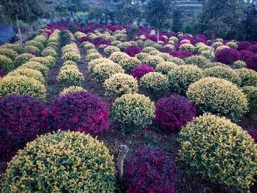 金禾女貞球基地  金禾女貞球基地長(zhǎng)期批發(fā)