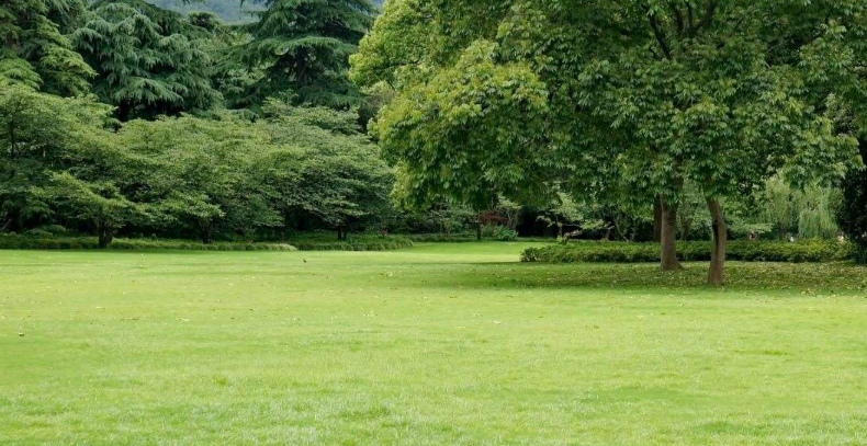 草坪 草坪報價 草坪批發(fā) 草坪供應商 草坪哪家好 草坪電話