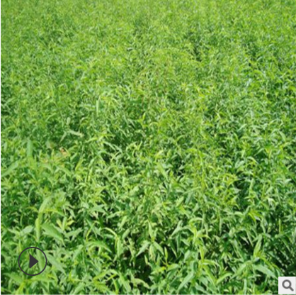 紅桃樹(shù)苗批發(fā) 山東紅桃樹(shù)苗電話 山東紅桃樹(shù)苗報(bào)價(jià) 山東紅桃樹(shù)苗供應(yīng)商 山東紅桃樹(shù)苗哪家好 紅桃樹(shù)苗價(jià)格