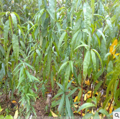 紅桃樹(shù)苗批發(fā) 山東紅桃樹(shù)苗電話 山東紅桃樹(shù)苗報(bào)價(jià) 山東紅桃樹(shù)苗供應(yīng)商 山東紅桃樹(shù)苗哪家好 紅桃樹(shù)苗價(jià)格