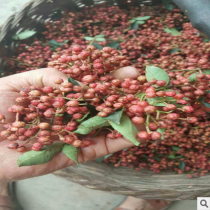 山東花椒苗價(jià)格 山東花椒苗聯(lián)系方式  九葉青花椒苗價(jià)格 花椒苗廠家直銷 花椒苗批發(fā)價(jià)格