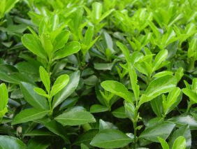 大葉黃楊苗批發(fā) 大葉黃楊苗 大葉黃楊苗報價 大葉黃楊苗供應(yīng)商 大葉黃楊苗哪家好 大葉黃楊苗電話