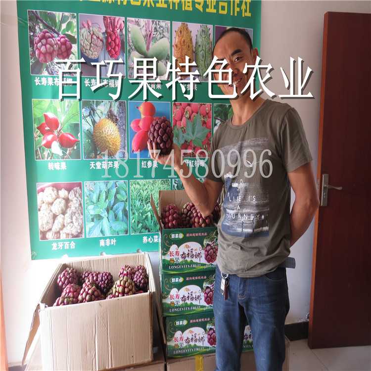 新生代水果 菠蘿葡萄 種苗批發(fā)