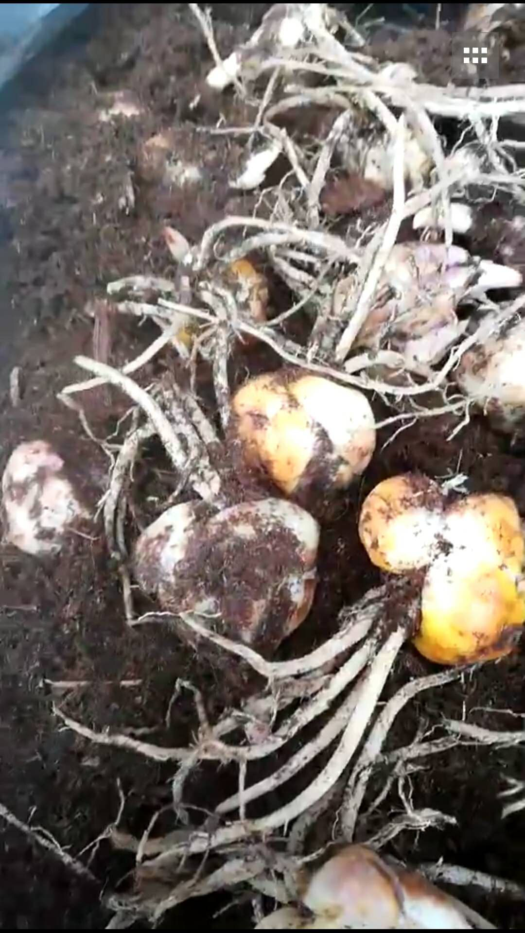 百合花種子，江蘇優(yōu)質(zhì)百合花種子批發(fā)價，江蘇百合花種子批發(fā)市場，江蘇百合花種子供貨商