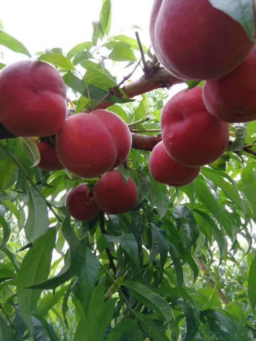 早熟無名桃 早熟無名桃新品種，早熟桃新品種，優(yōu)質(zhì)早熟桃，早熟桃樹苗，好吃的早熟桃