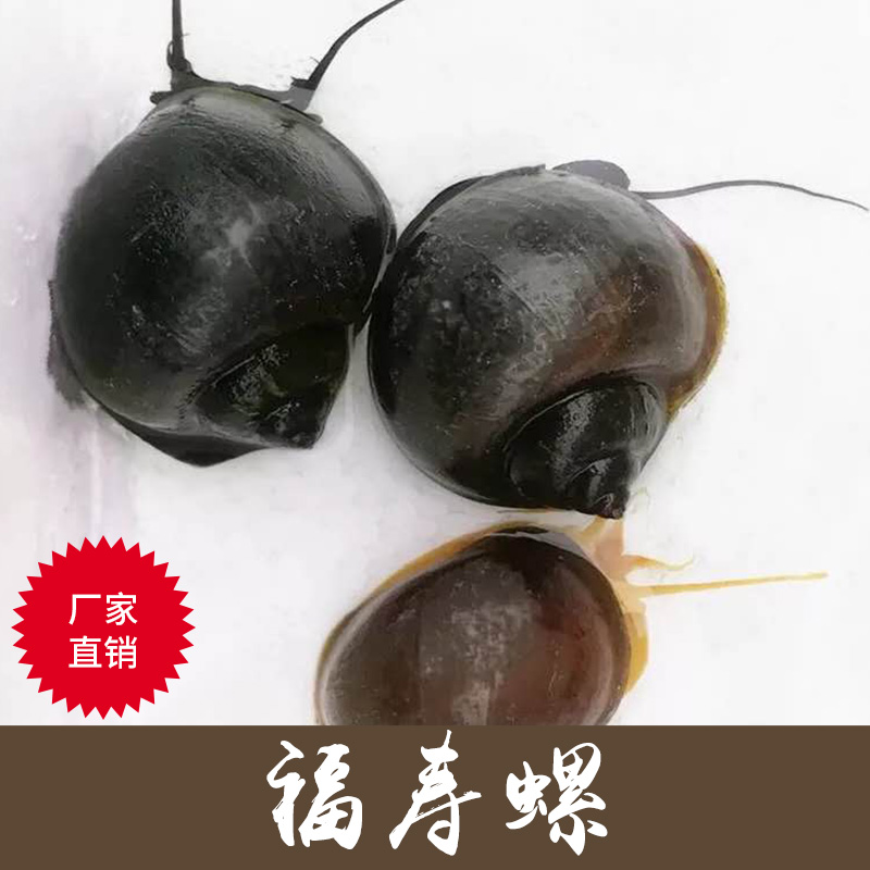廠家直銷供應重慶福壽螺殖場 品種水蛭種小苗福壽螺批發(fā)