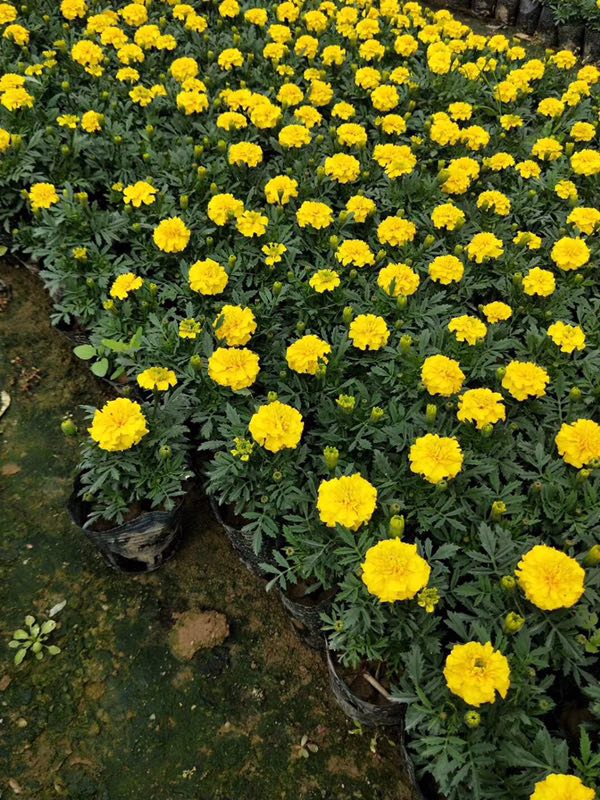 萬壽菊的價(jià)值 本溪市有萬壽菊供應(yīng)