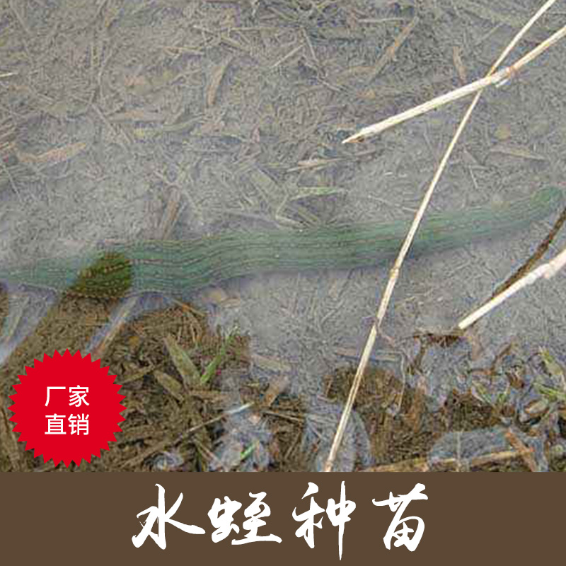 廠家直銷 水蛭卵繭 水蛭種苗 重慶養(yǎng)殖水蛭供應(yīng)批發(fā) 湖北水蛭種苗