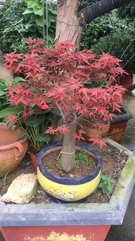 蘇州紅楓盆景批發(fā)，蘇州紅楓盆景供貨商，蘇州紅楓盆景直銷商
