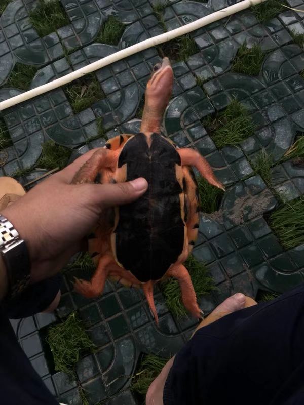 純種越南黑底*龜母 越南種三線閉殼龜