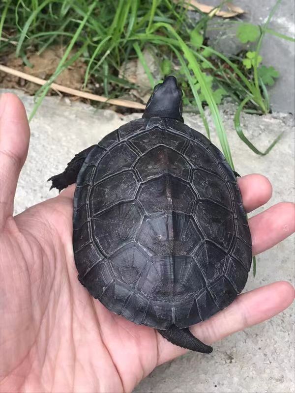 純種廣西大頭黑頸公碌 廣西大頭黑頸 黑頸*