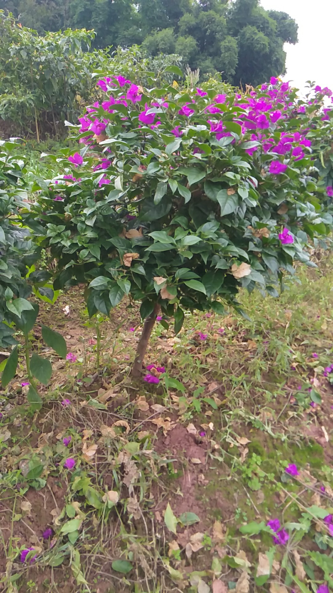 三桷梅專業(yè)種植 三桷梅廠家 三桷梅批發(fā) 宜賓三桷梅 四川三桷梅