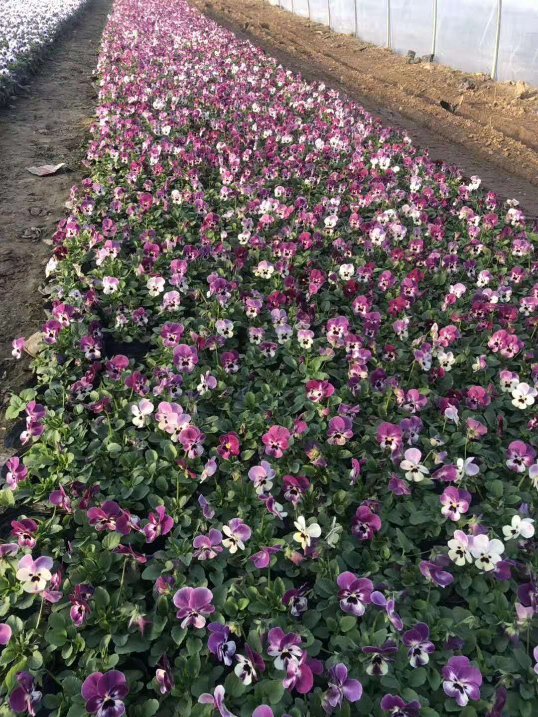 西安夏季草花供應 西安夏季草花供應，基地自產(chǎn)自銷 西安冬季草花供應，基地自產(chǎn)自銷