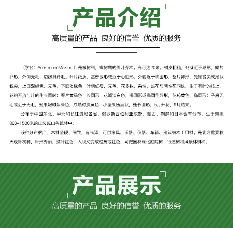 西安五角楓苗木批發(fā)價  果樹苗木 西安果樹苗木基地直銷 西安五角楓苗木基地 西安五角楓苗木批發(fā)價