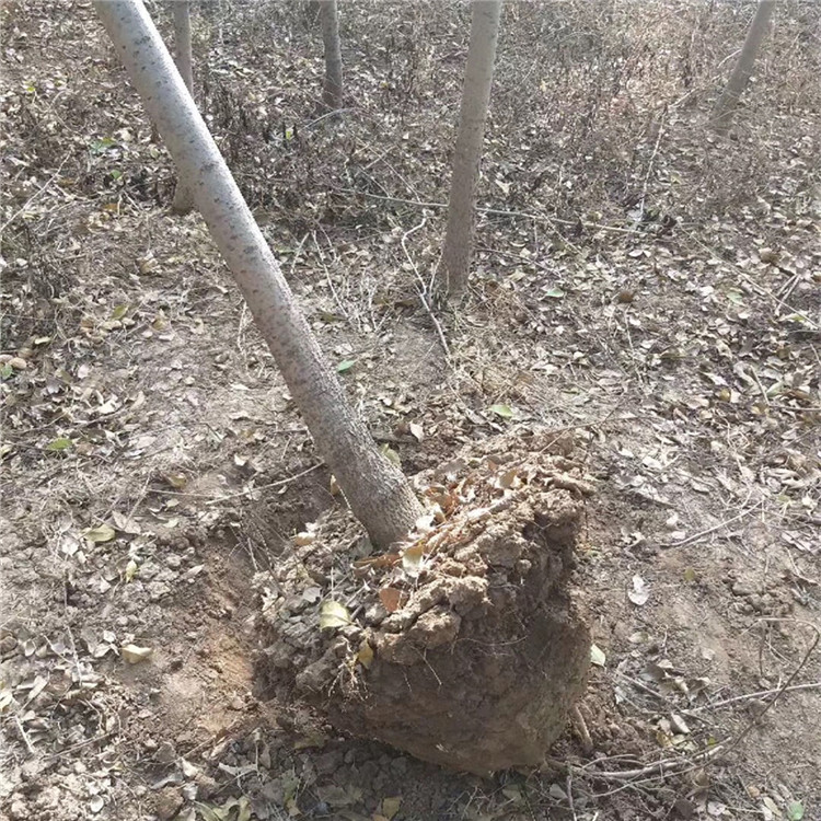 鋸齒挖樹機  斷根移樹機 樹苗起球機