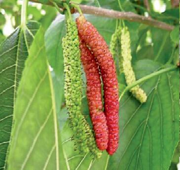 四季長果桑，果桑新品種，優(yōu)質(zhì)果桑，果桑樹苗，果桑樹苗價格