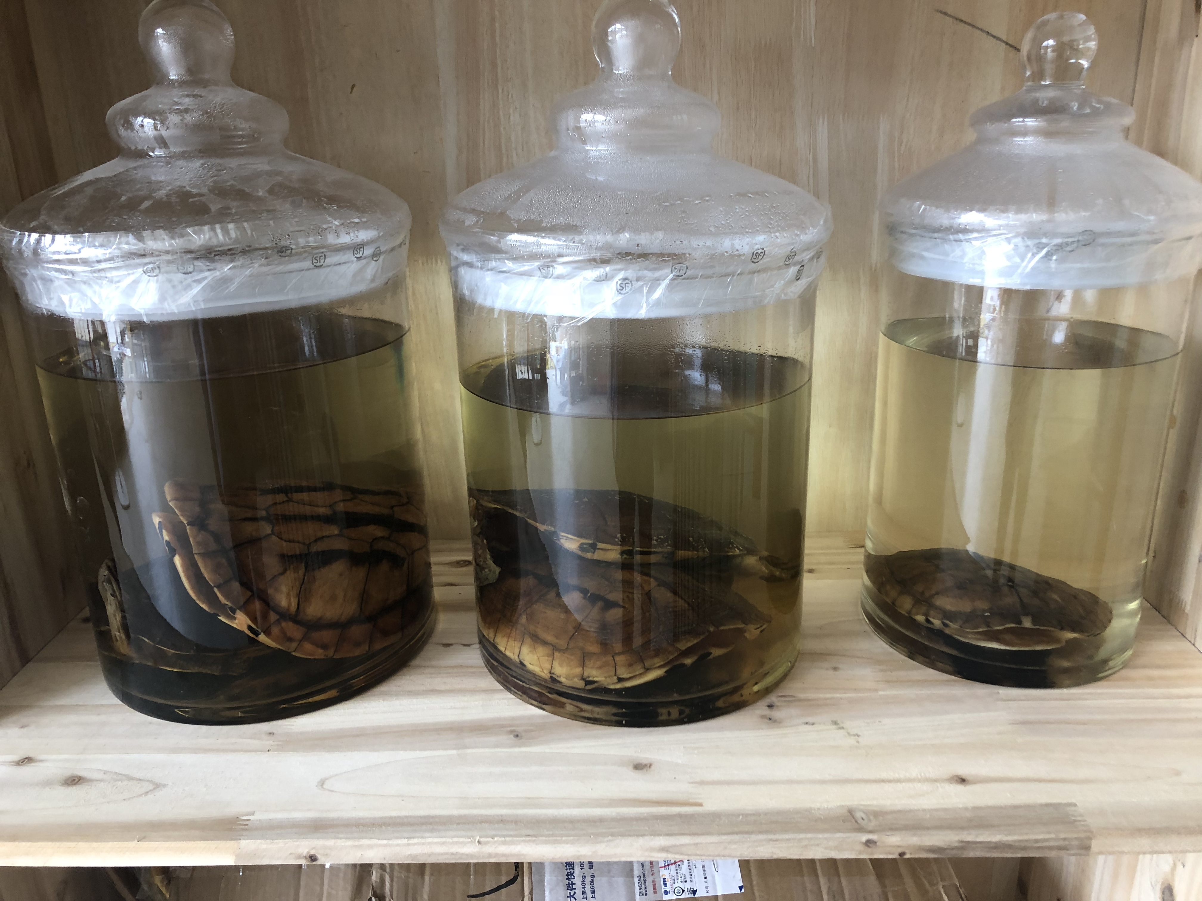 *龜酒 養(yǎng)生金龜酒