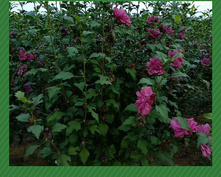 西安玫瑰花苗/西安玫瑰花苗基地/西安玫瑰花苗批發(fā)