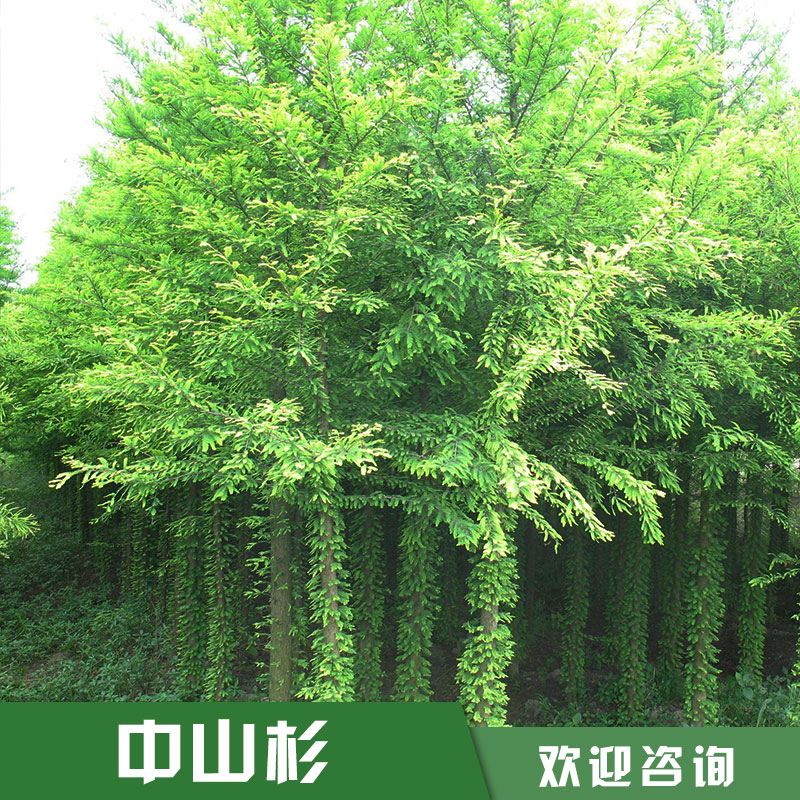 中山杉 優(yōu)質中山杉價格 杉樹 中山杉樹苗 中山杉批發(fā) 廠家直銷 品質保障