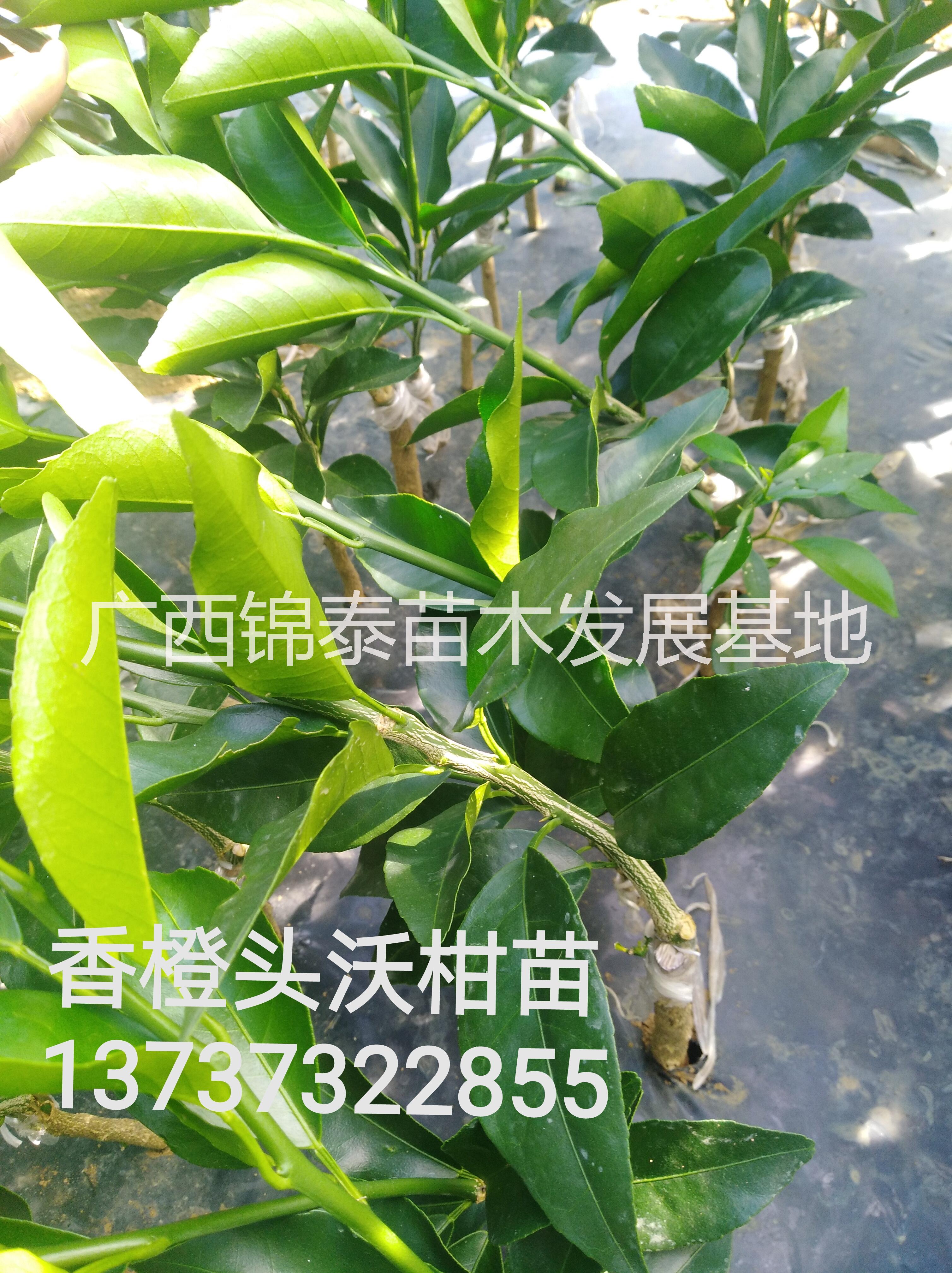 沃柑苗批發(fā)，云南沃柑苗價格，廣西沃柑種苗價格，