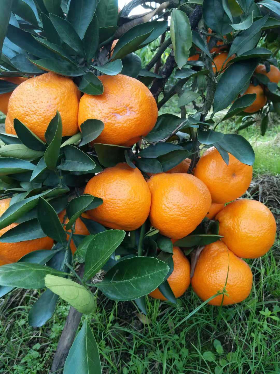 浙江橘子苗木生產(chǎn)廠家  臺(tái)州橘子苗木哪家好 桔子苗