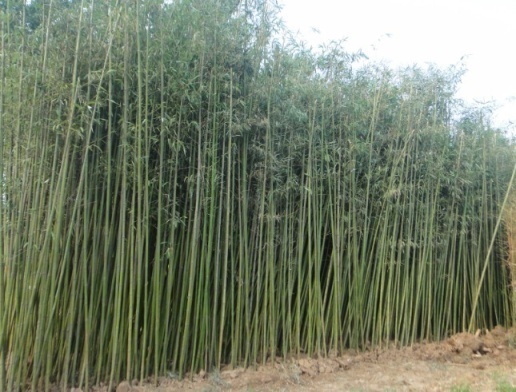 佛山廠家供應(yīng)優(yōu)質(zhì)篙竹 水竹  歡迎咨詢