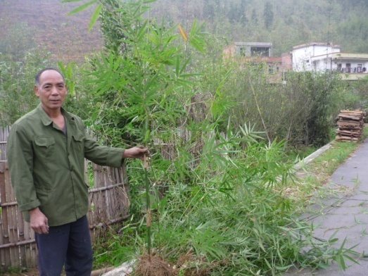 佛山苗圃供應優(yōu)質丹竹苗  歡迎咨詢