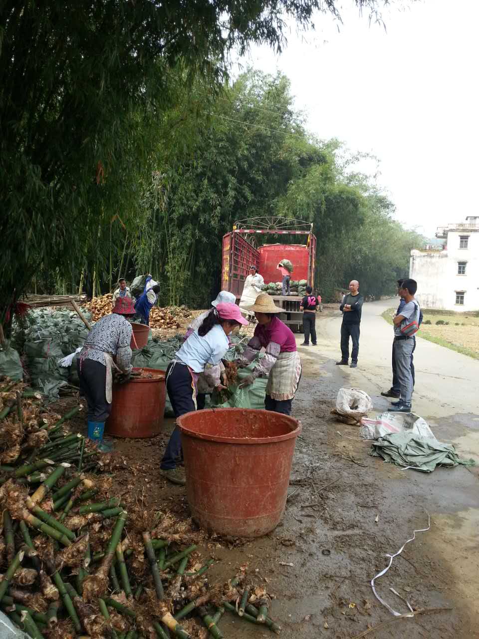 佛山廠(chǎng)家供應(yīng)優(yōu)質(zhì)臺(tái)灣麻竹大頭苗 歡迎咨詢(xún)