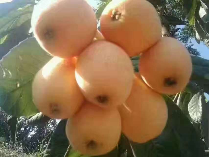 琵琶苗木哪家好 琵琶苗木哪里好 琵琶苗木價(jià)格 浙江琵琶苗木