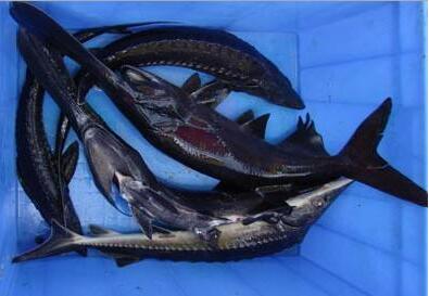 廠家直銷 川江鴨嘴魚批發(fā) 鴨嘴魚批發(fā)  鴨嘴魚批發(fā)多少錢  鴨嘴魚批發(fā)哪家優(yōu)惠  鴨嘴魚養(yǎng)殖技術(shù)   川江鴨嘴魚批發(fā)