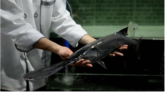 廠家直銷 川江鴨嘴魚批發(fā) 鴨嘴魚批發(fā)  鴨嘴魚批發(fā)多少錢  鴨嘴魚批發(fā)哪家優(yōu)惠  鴨嘴魚養(yǎng)殖技術(shù)   川江鴨嘴魚批發(fā)