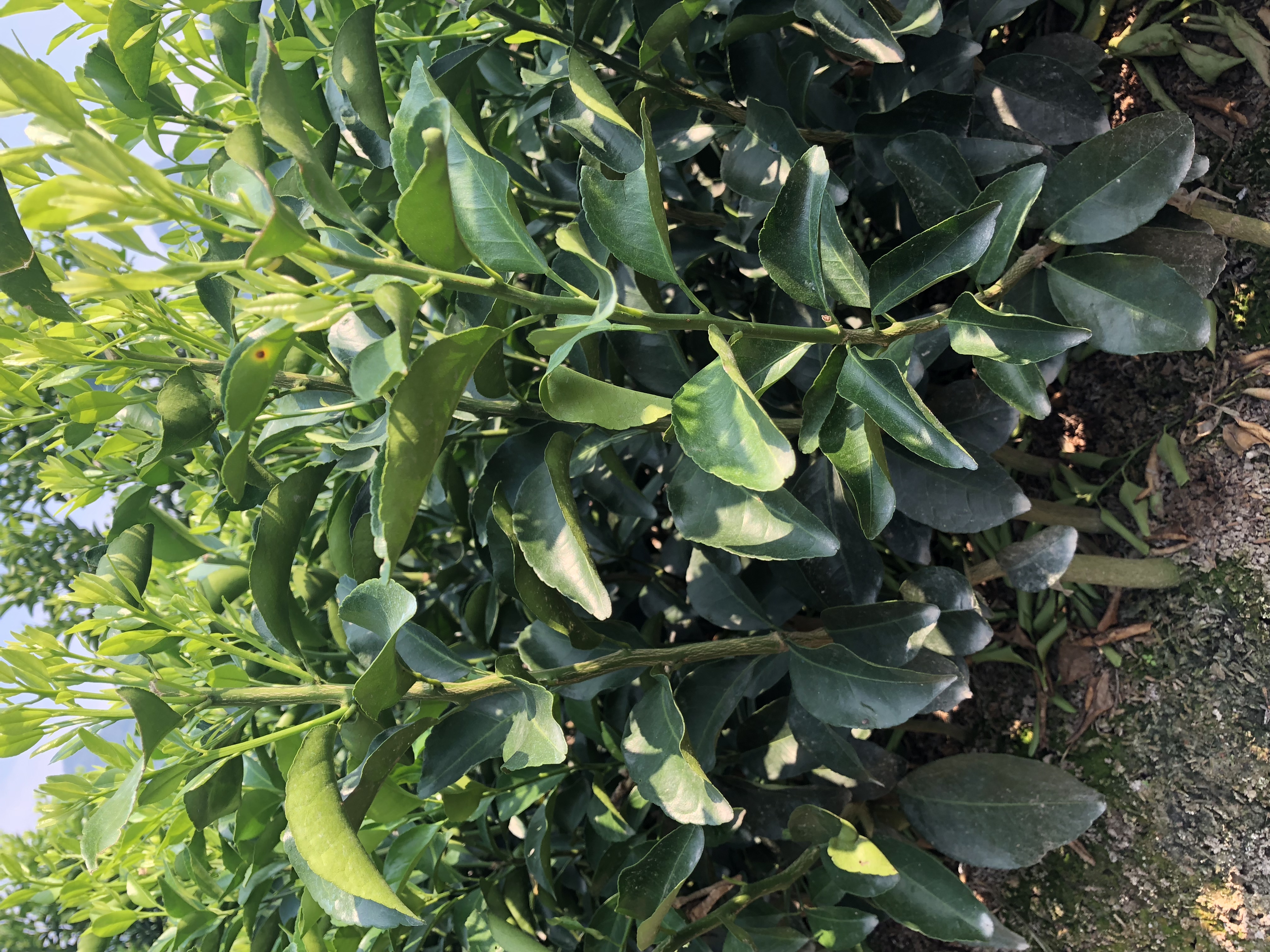 廣西沙糖橘苗種植基地｜廣西沙糖橘苗圖片｜廣西沙糖橘苗價格表｜廣西沙糖橘苗多少錢