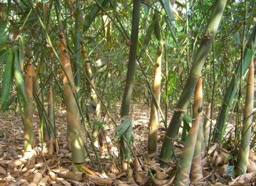 佛山廠家供應(yīng)優(yōu)質(zhì)臺(tái)灣麻竹苗 歡迎咨詢