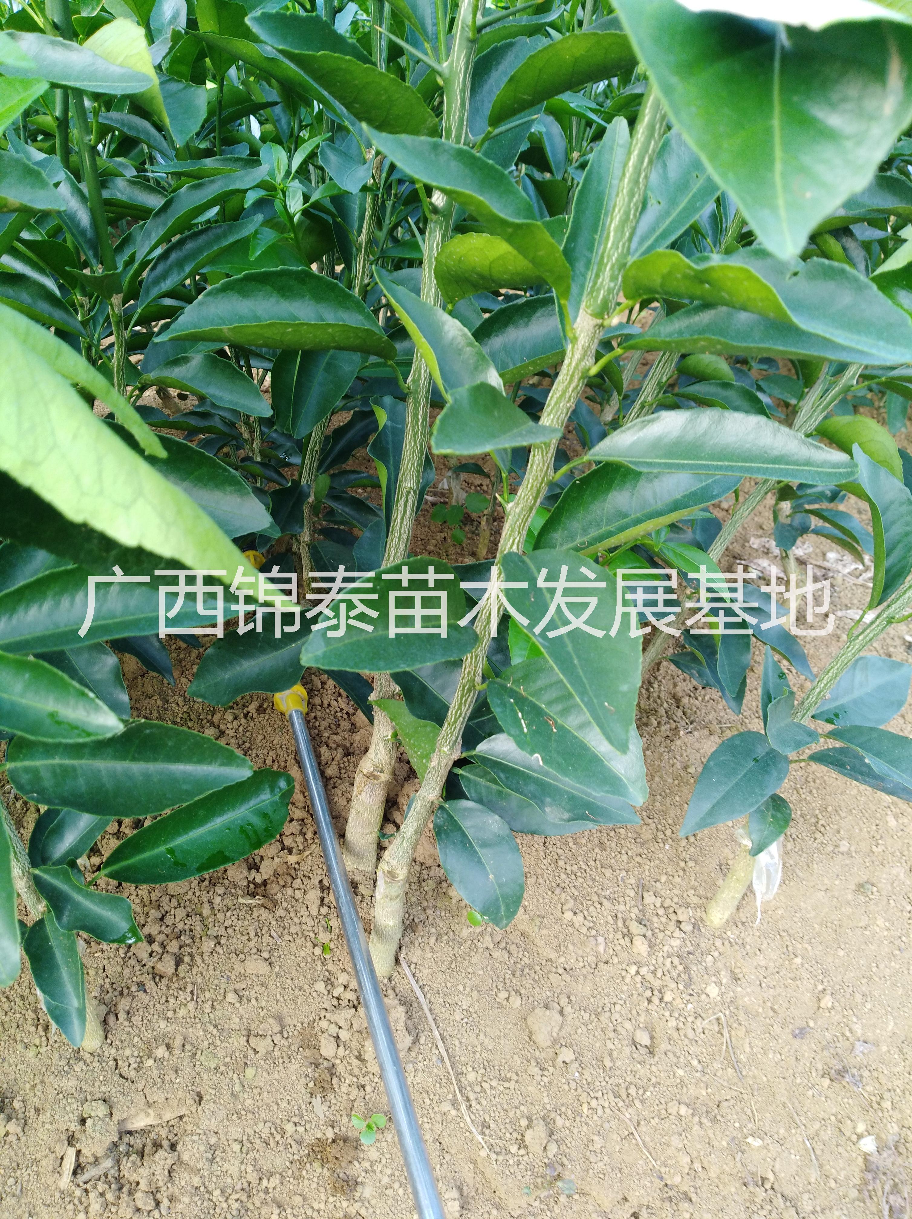 云南沃柑苗價(jià)格，云南沃柑苗批發(fā)，云南沃柑苗基地