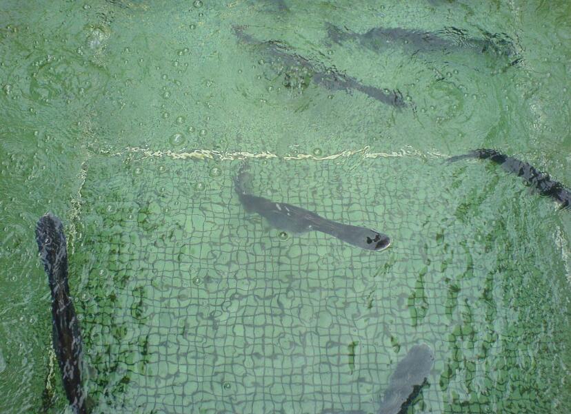 川江鴨嘴魚養(yǎng)殖   重慶川江鴨嘴魚養(yǎng)殖  鴨嘴魚魚苗養(yǎng)殖技術(shù)  鴨嘴魚哪家批發(fā)優(yōu)惠