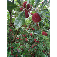 浙江楊梅苗木生產(chǎn)廠家  臺州楊梅苗木哪家好