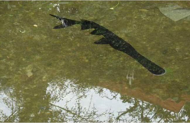 川江鴨嘴魚養(yǎng)殖   重慶川江鴨嘴魚養(yǎng)殖  鴨嘴魚魚苗養(yǎng)殖技術(shù)  鴨嘴魚哪家批發(fā)優(yōu)惠