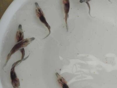 鴨嘴魚魚苗  鴨嘴魚魚苗供貨商  廠家直銷鴨嘴魚魚苗  鴨嘴魚魚苗廠家直銷  鴨嘴魚魚苗批發(fā)哪家優(yōu)惠
