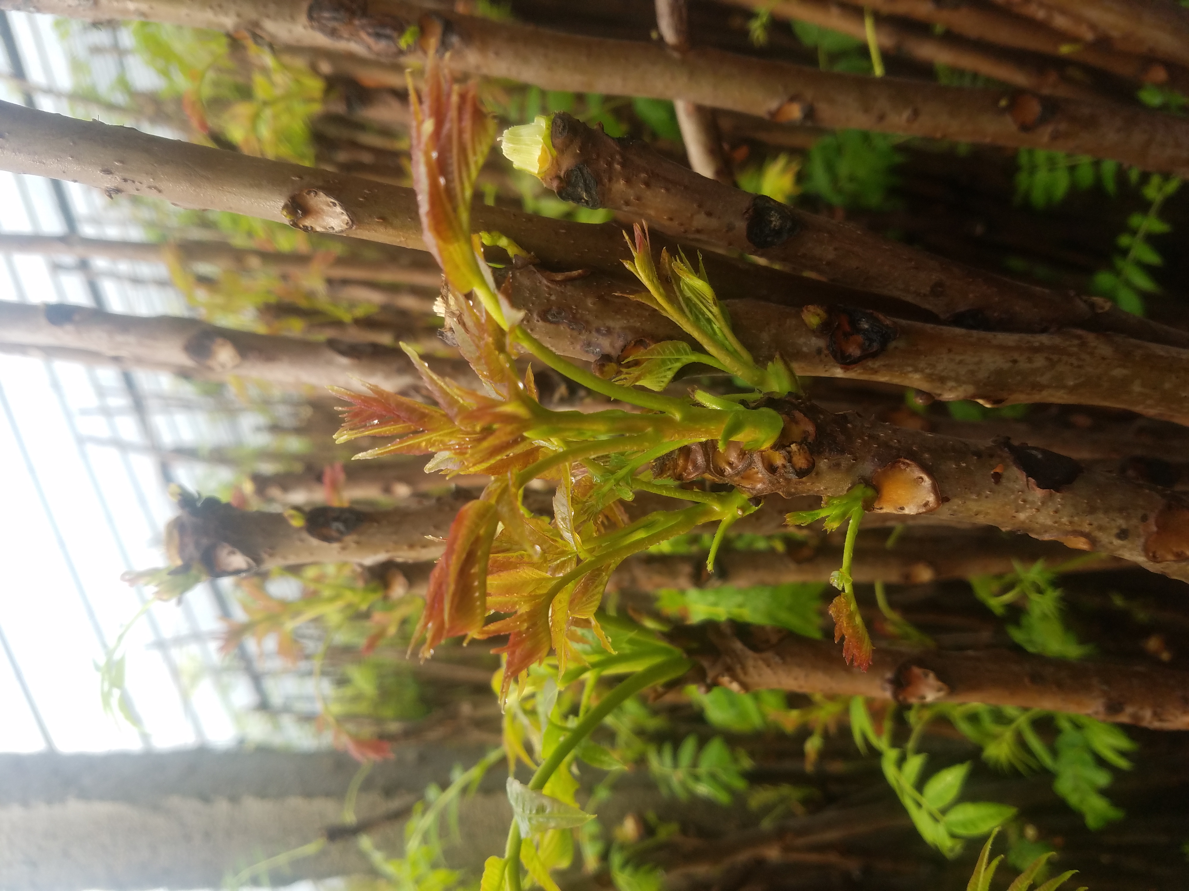 香椿苗 香椿苗價(jià)格 香椿苗怎么吃 香椿苗種植基地
