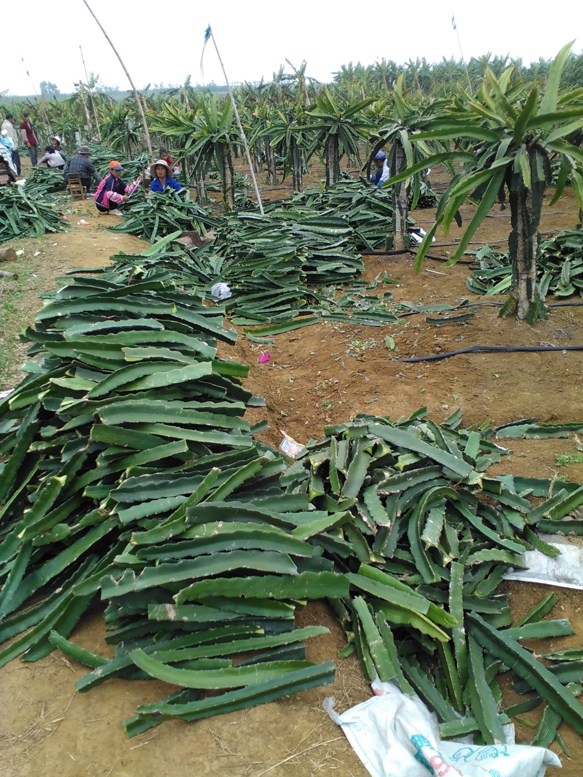 供應(yīng)佛山紅心火龍果苗-佛山火龍果苗價(jià)格-自授粉紅心火龍果苗批發(fā)-佛山火龍果苗