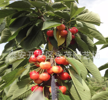 蘋果苗價(jià)格 山東蘋果苗市場(chǎng)直銷批發(fā)公司-優(yōu)質(zhì)供應(yīng)商生產(chǎn)商